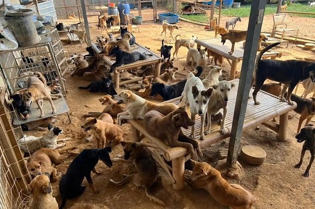 Animal Care and Shelter